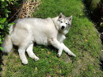 Portrait of cat lying on field