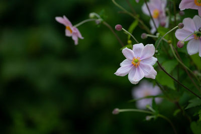 Close-up of purple flowering plant