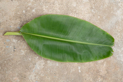 High angle view of wet leaf