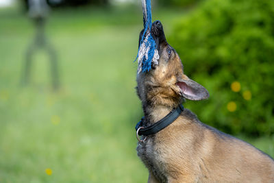 Close-up of a dog on field