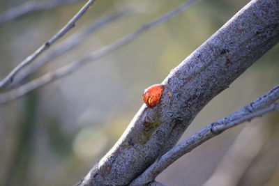 Close-up of ladybug on leaf