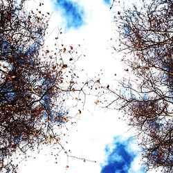 Low angle view of birds flying in sky