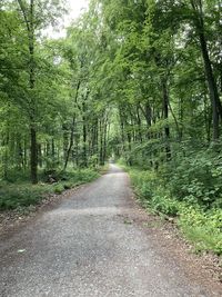 Dirt road along trees in forest