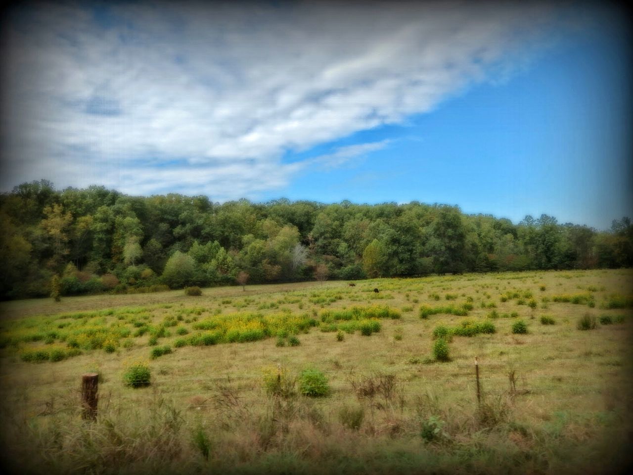 TREES ON COUNTRYSIDE LANDSCAPE