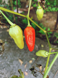 Close-up of red chili peppers on plant