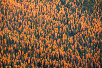 Full frame shot of pine trees in forest during autumn