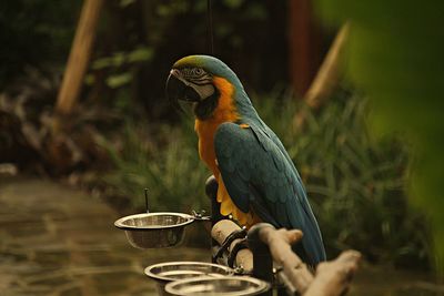 Close-up of bird