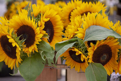 Close-up of sunflower plant