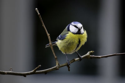 Close-up on a backlit bluetit perched in a tree.