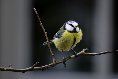 Close-up of bird perching on branch