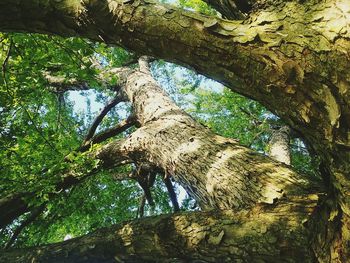 Low angle view of trees in forest
