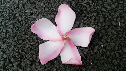 Close-up of pink crocus