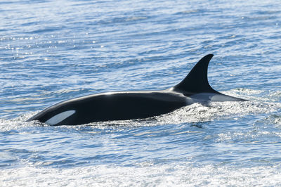 Close-up of whale swimming in sea