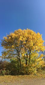 Yellow flowering trees on field against clear sky