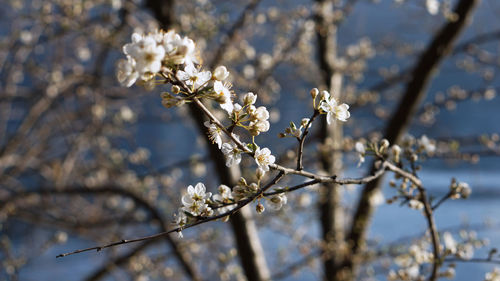 Close-up of white flowers on branch