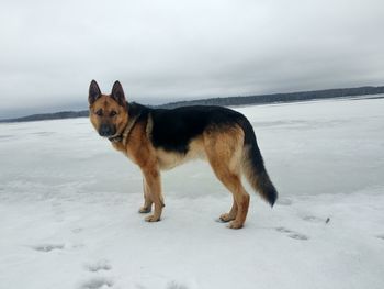 Dog standing on snow covered land