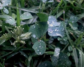 Close-up of water drops on frozen plant