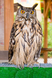 Portrait of owl perching outdoors