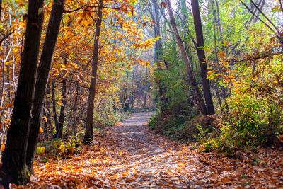 Trees in forest during autumn