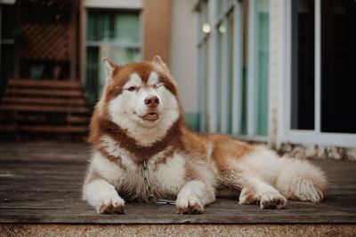 View of a dog looking away