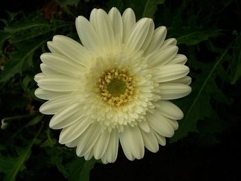 Close-up of white flower