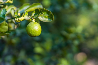 Close-up of fruits on tree