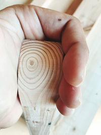 Close-up of person holding shell