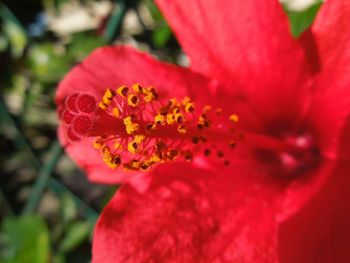 Close-up of red flower blooming outdoors