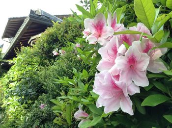 Close-up of pink flowers