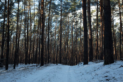 Trees in snow covered forest