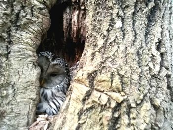 Bird on tree trunk