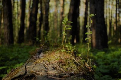 Plants growing on tree trunk in forest