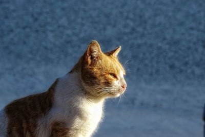 Close-up of ginger cat sitting outdoors