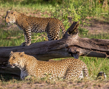 Leopards by fallen tree at zoo