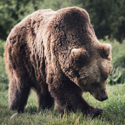 Close-up of lion in the field