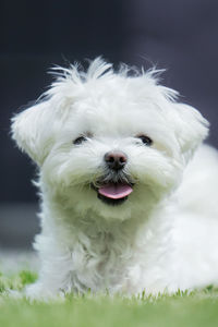 Close-up portrait of dog