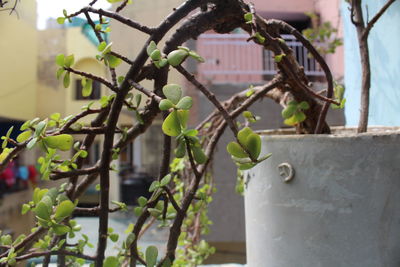 Close-up of fresh green plant