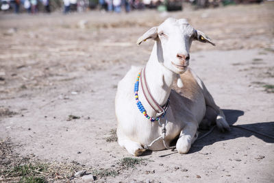 Goat on field