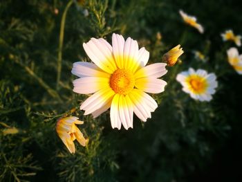 Close-up of insect on yellow flower