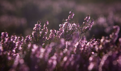 Close-up of purple flowering plant