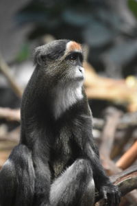 Close-up of bird