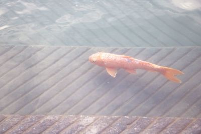 Close-up of fish in water