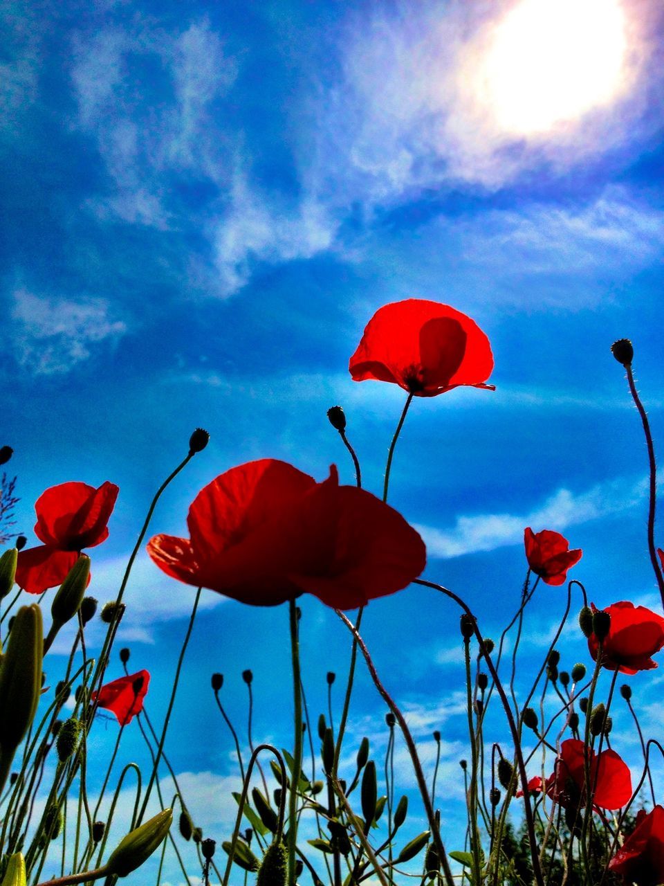 flower, freshness, sky, low angle view, petal, fragility, growth, beauty in nature, red, poppy, nature, stem, cloud - sky, flower head, plant, blooming, cloud, bud, blue, in bloom