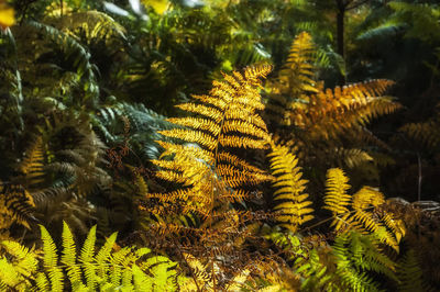 Close-up of pine tree leaves on field