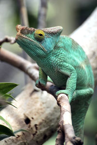 Close-up of lizard on tree