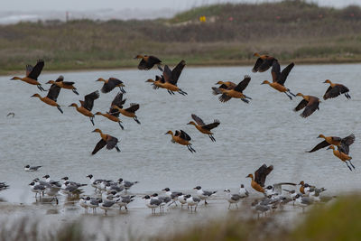 Full length view of flocks of birds near the water