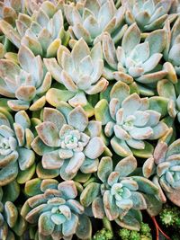 Full frame shot of succulent plant