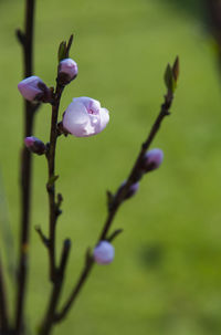 Close-up of pink flowers