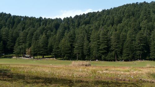 View of pine trees in forest