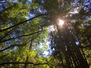 Low angle view of trees in forest